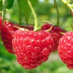 Grown in England R & V Emery 8