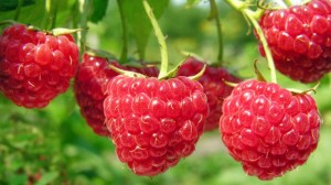 Grown in England R & V Emery 8