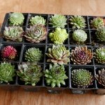 Grown in England The Curious Plant Company 1