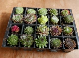 Grown in England The Curious Plant Company 1