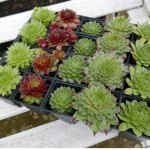 Grown in England The Curious Plant Company 4