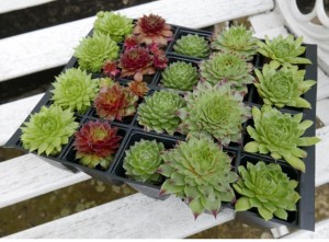 Grown in England The Curious Plant Company 4