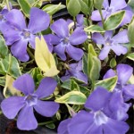 Grown in Wales Farmyard Nurseries 10