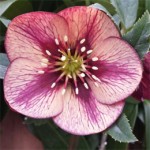 Grown in Wales Farmyard Nurseries 7