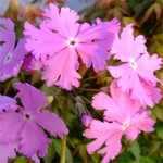 Grown in Wales Farmyard Nurseries 9