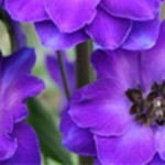 Grown in England Blackmore & Langdons 2