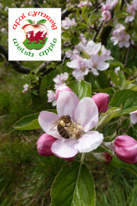 Grown in Wales Apple Blossom 2