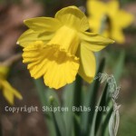 Grown in Wales Tenby Daffodil 5