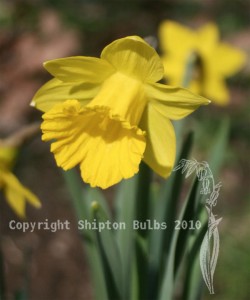Grown in Wales Tenby Daffodil 5