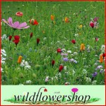 Grown in England Wildflower Shop 3