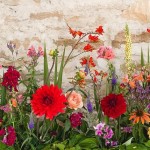 Grown in the UK Pipley Flowers 1