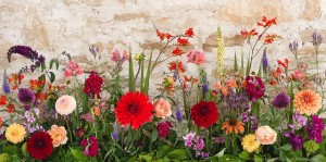 Grown in the UK Pipley Flowers 1