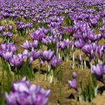 Grown in the UK Saffron 1