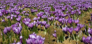 Grown in the UK Saffron 1
