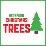 Grown in England Hereford Christmas Trees 1