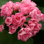 Fibrex Nurseries 1 Fibrex Nurseries 1