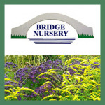 Grown in England Bridge Nursery 1