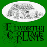 Grown in England Elworthy Cottage Plants 3