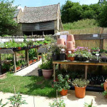 Grown in England Farmcote Herbs and Chilli Peppers 2