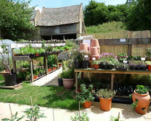 Grown in England Farmcote Herbs and Chilli Peppers 2