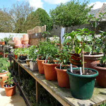 Grown in England Farmcote Herbs and Chilli Peppers 3