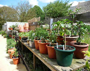 Grown in England Farmcote Herbs and Chilli Peppers 3