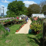Grown in England Farmcote Herbs and Chilli Peppers 4