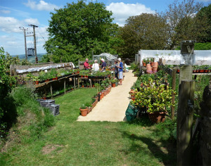 Grown in England Farmcote Herbs and Chilli Peppers 4