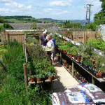 Grown in England Farmcote Herbs and Chilli Peppers 5