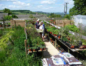 Grown in England Farmcote Herbs and Chilli Peppers 5