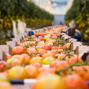 Grown in England Greenhouse Growers 1