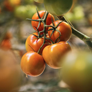 Grown in England Greenhouse Growers 2