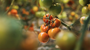 Grown in England Greenhouse Growers 3