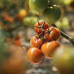 Grown in England Greenhouse Growers 3