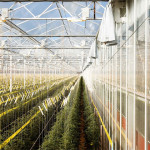 Grown in England Greenhouse Growers 4