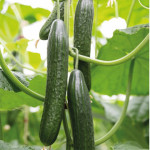 Grown in England Greenhouse Growers 7