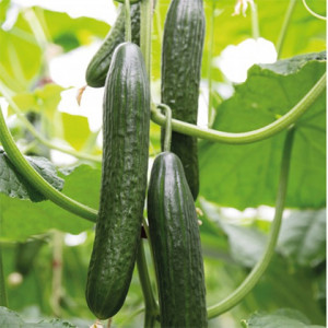 Grown in England Greenhouse Growers 7