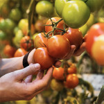 Grown in England Greenhouse Growers 8
