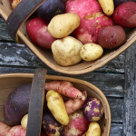 Grown in England Heritage Potatoes 2