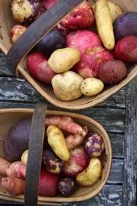 Grown in England Heritage Potatoes 2