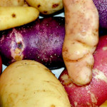 Grown in England Heritage Potatoes 5