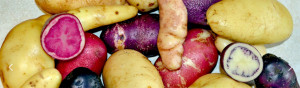 Grown in England Heritage Potatoes 5