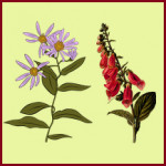 Grown in England Ireley Hardy Plant Nursery 1