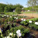 Grown in England Ireley Hardy Plant Nursery 2