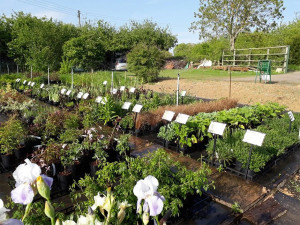 Grown in England Ireley Hardy Plant Nursery 2