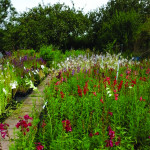 Grown in England Ireley Hardy Plant Nursery 3