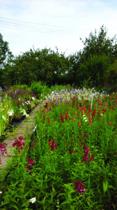 Grown in England Ireley Hardy Plant Nursery 3