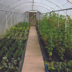 Grown in England Ireley Hardy Plant Nursery 4