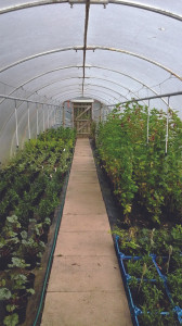 Grown in England Ireley Hardy Plant Nursery 4