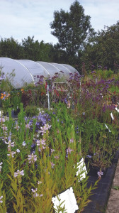 Grown in England Ireley Hardy Plant Nursery 5